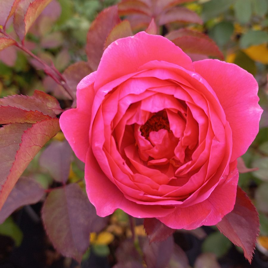 Rosa 'Gartenprincessin Marie-Josée' Rózsa 'Gartenprincessin Marie-